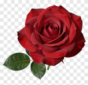 Red Rose With Green Leaves PNG