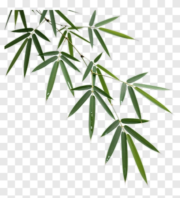 Bamboo Leaves PNG