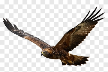 Eagle Flying In The Sky PNG