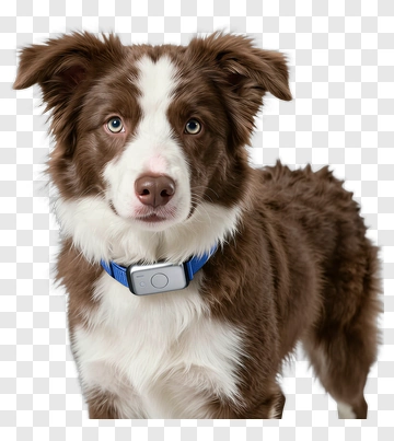 Brown And White Border Collie With Blue Collar PNG