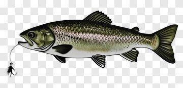 Fish With A Fishing Lure PNG