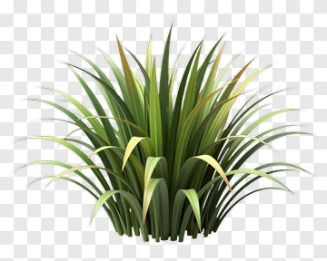 Realistic Grass Plant PNG
