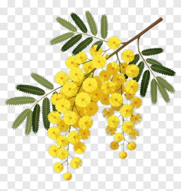 Yellow Mimosa Flower Branch PNG