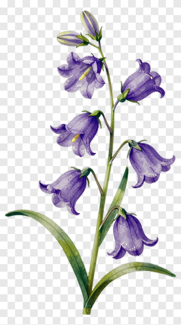 Purple Bellflower With Green Leaves PNG
