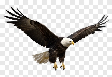 Bald Eagle In Flight PNG