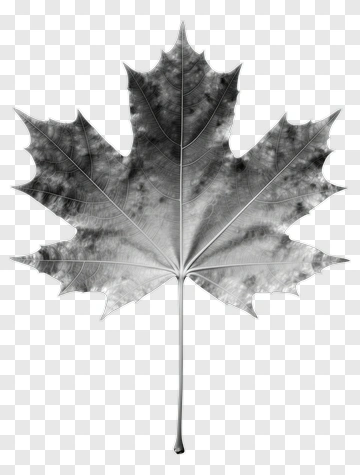 Black Maple Leaf PNG