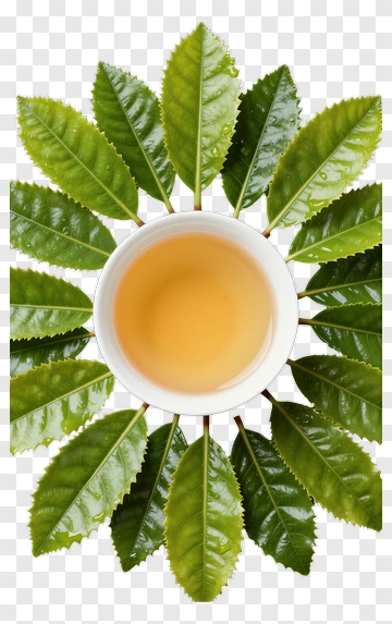 Tea Cup Surrounded By Green Leaves PNG