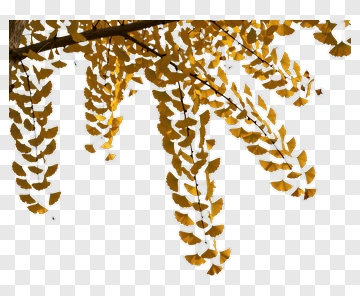 Golden Leaves On A Branch PNG