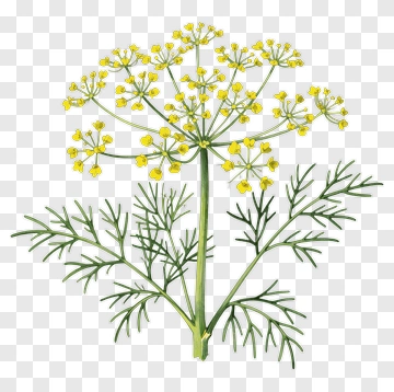 Dill Plant With Yellow Flowers PNG