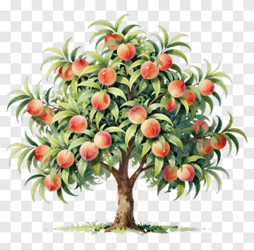 Peach Tree With Ripe Peaches PNG