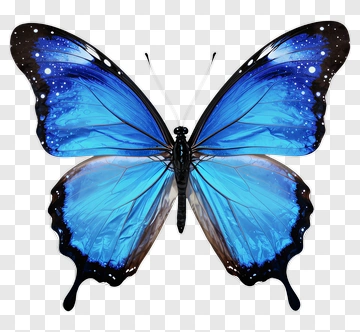 Blue Butterfly PNG
