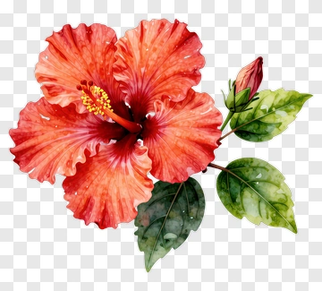 Red Hibiscus Flower With Green Leaves PNG