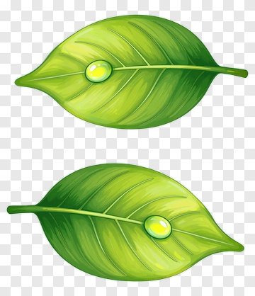 Green Leaf With Water Droplet PNG
