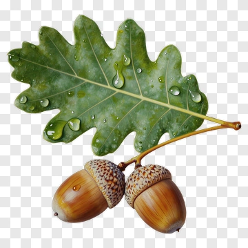 Oak Leaf With Acorns And Water Droplets PNG