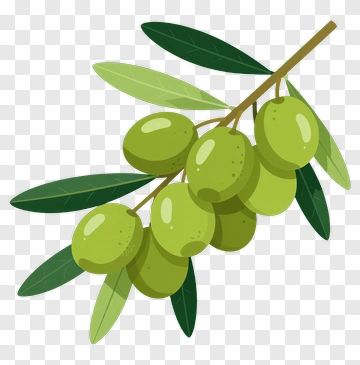 Olive Branch With Green Olives PNG