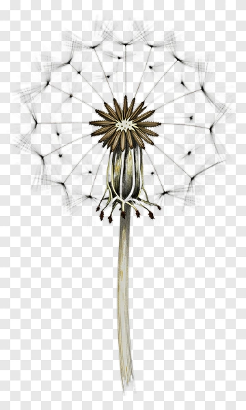 Dandelion Seed Head PNG