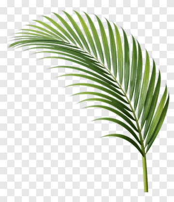 Green Palm Leaf PNG