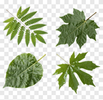Collection Of Green Leaves PNG