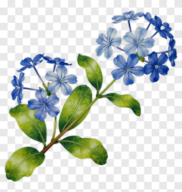 Blue Flower Branch With Leaves PNG