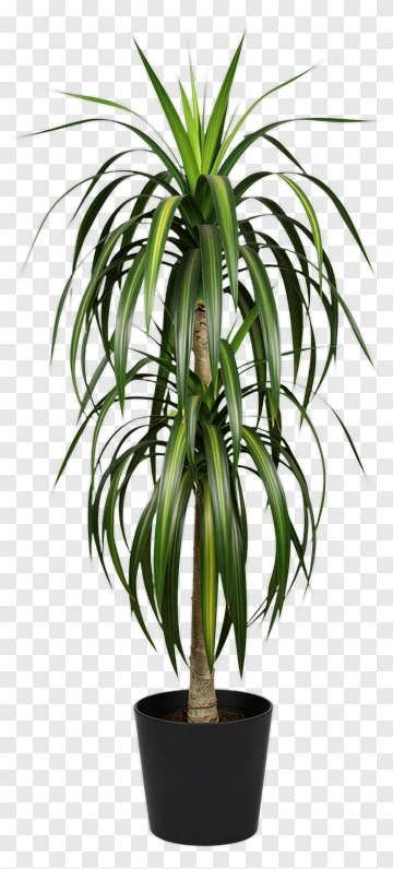 Dracaena Plant In Black Pot PNG