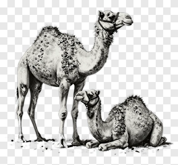 Two Camels In Black And White PNG