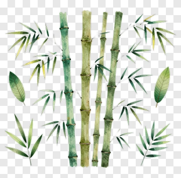 Watercolor Bamboo And Leaves Arrangement PNG
