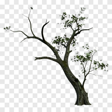 Tree With Branches And Leaves PNG