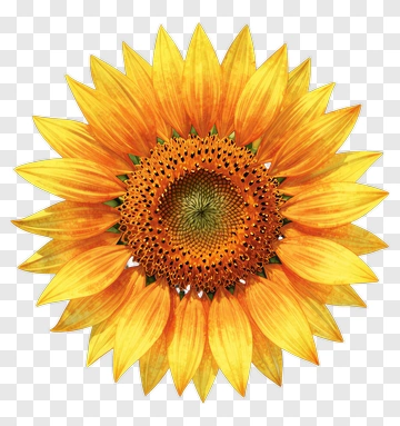 Sunflower With Vibrant Yellow Petals PNG