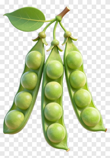 Green Peas On A Pod PNG