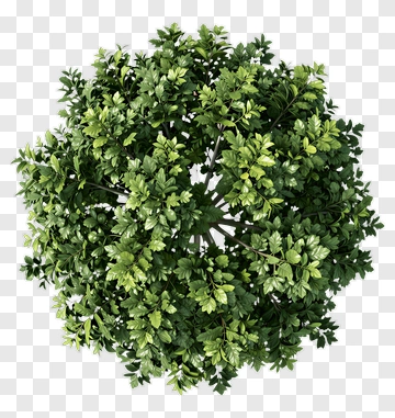 Green Tree PNG