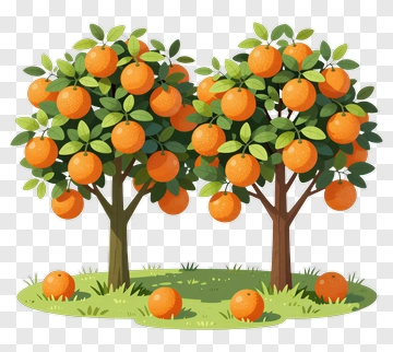 Colorful Orange Trees With Fruit PNG