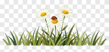 Daisies With Ladybug On Grass PNG