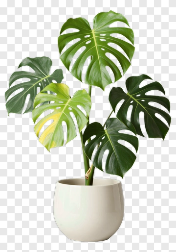 Monstera Plant In White Pot PNG