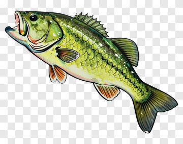 Colorful Bass Fish PNG