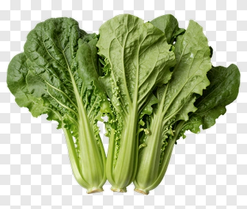 Fresh Green Lettuce PNG