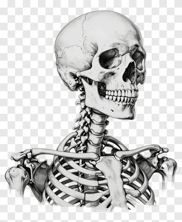 Realistic Human Skeleton Illustration PNG