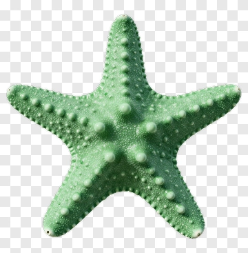 Green Starfish PNG