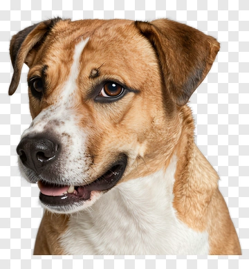 Happy Dog PNG