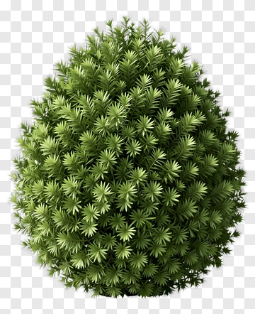 Green Tree PNG