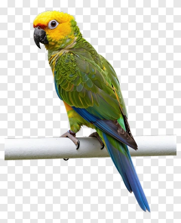 Colorful Parrot Perched On A Branch PNG