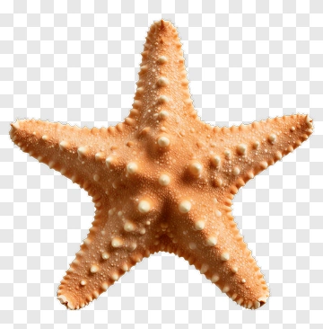 Starfish PNG