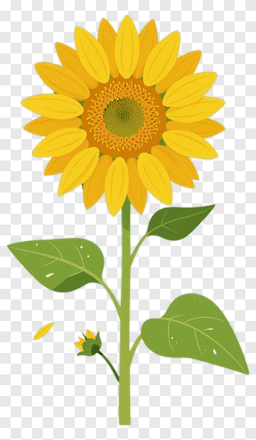 Sunflower With Green Leaves PNG