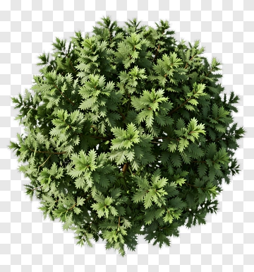 Green Tree PNG