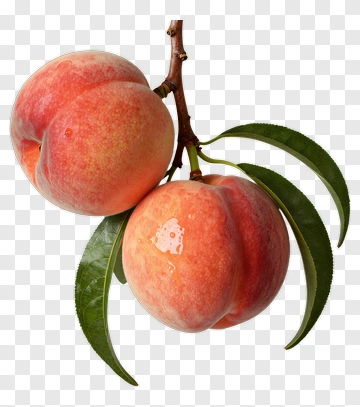 Fresh Peaches On A Branch PNG