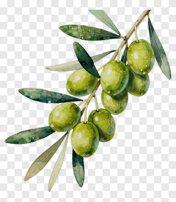 Watercolor Olive Branch With Green Olives PNG
