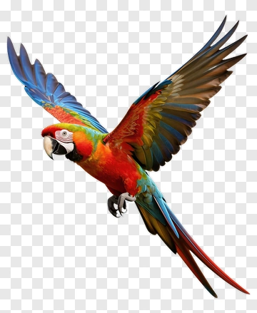 Colorful Macaw Flying PNG