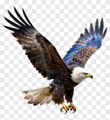 Bald Eagle In Flight PNG