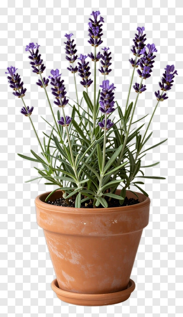 Lavender Plant In A Terracotta Pot PNG
