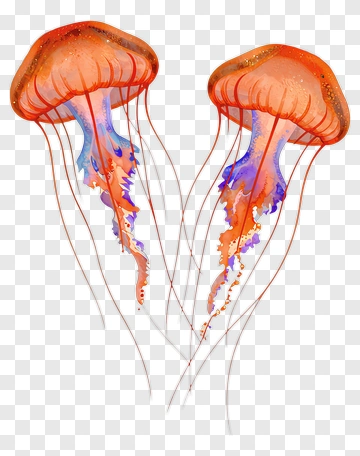 Colorful Jellyfish Illustration PNG