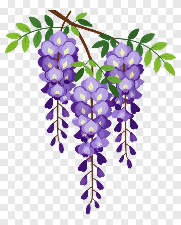 Purple Wisteria Flower Cluster PNG